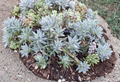 Sedum Blue Spruce Cuttings 10 Pack - Trailing Ground Cover Succulent for Rock Gardens & Borders, Cold Hardy Sedum reflexum