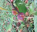 Black Marseilles Fig Cuttings – 6 Unrooted Hardwood Ficus carica Propagation Material