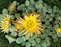 Fenestraria Rhopalophylla Baby Toes Succulent Seeds – 10 Seeds for Indoor & Outdoor Container Planting
