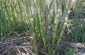 Rooted Sugarcane Plant Cuttings Set of 5 | Tropical Live Saccharum officinarum for Garden & Container