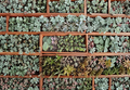 Assorted Succulent Leaf Cuttings 100+ Varieties for Propagation, Includes Bonus Starts & Rosettes, Echeveria, Sedum, Crassula