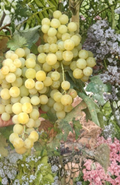 Sugar Sweet Seedless Grape Vine Cuttings, Grafting Scion Wood, Vitis, Perennial Fruit Vine