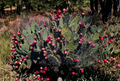 Prickly Pear Cactus Cutting Unrooted Pad Opuntia chlorotica Succulent for Propagation Desert Plant