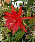 Epiphyllum Fayette Orchid Cactus Unrooted Cuttings 8-10 Inch, Trailing Epiphytic Cactus, Showy Blooms, Houseplant Propagation