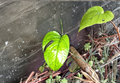 Amydrium Medium Cutting - Tropical Climbing Aroid with Fenestrated Leaves, Indoor Houseplant, Unrooted Stem, Rare Tropical Plant