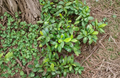 Rooted Water Oak Saplings 12-20 Inches Quercus nigra Native Southeastern Shade Tree Plants