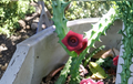 Starfish Cactus Plants | 10 Rooted Huernia Schneideriana Succulents for Containers | Stapelia Type Live Succulents