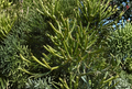 Euphorbia Tirucallii Pencil Cactus Cuttings – 4 Unrooted Succulent Stems for Propagation, Indoor & Outdoor Landscaping