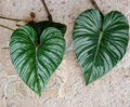 Philodendron plowmanii Unrooted Cutting - Rare Tropical Aroid Foliage Plant for Indoor Propagation