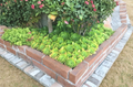 Aeonium arboreum Cuttings 5 Pack 4-6 Inch Rosette Succulents Cactus Rose Plant Stems