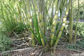 Rooted Sugarcane Plants Saccharum Officinarum Tropical Cane Starter Plants for Garden