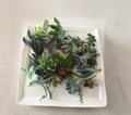 15 Mixed Succulent Cuttings Assorted Varieties Live Unrooted Succulents for Propagation DIY Container Garden