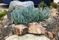Blue Chalk Sticks Succulent Cuttings – Senecio mandraliscae, 5 Inch Live Propagation Stems for Garden & Container