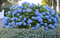 Blue Hydrangea Cuttings Unrooted Propagation Lot of 10 | Hydrangea macrophylla Blue Flowers