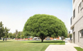 Globe Willow Tree Cuttings Salix spp. Propagation Stems for Landscape Screening and Shade