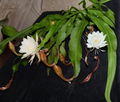 Live Epiphyllum oxypetalum Plants – Queen of the Night Orchid Cactus, Tropical Night-Blooming Cactus, Indoor & Patio Container Plant