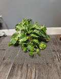 Variegated Hawaiian Giant Golden Pothos Live Rooted Plant, Epipremnum Aureum, Large Leaf Indoor Houseplant