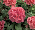 Ivy Geranium Cuttings Assorted Colors Pelargonium peltatum Trailing Flowering Plant Stems