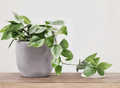Philodendron Cordatum Heart Leaf Cuttings – 4 Pack, Trailing Indoor Vine, Green, 6-8 Inches, Unrooted Tropical Plant Segment