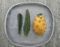 Yellow Dragon Fruit Cutting 4-5 Inch Selenicereus megalanthus Fruiting Cactus Vine for Propagation