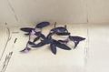 Purple Jade Plant Cuttings 6 Pack, Trailing Tradescantia pallida, Unrooted Perennial for Containers & Groundcover