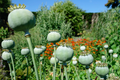 500 Giganteum Poppy Seeds - Giant Poppy - Beautiful and Non-GMO Flower