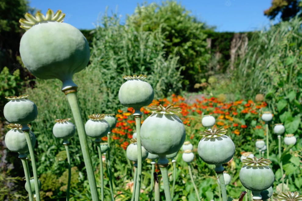 500 Giganteum Poppy Seeds - Giant Poppy - Beautiful and Non-GMO Flower