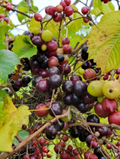 Organic Muscadine Grape Vine Cuttings 20 Vitis rotundifolia for Propagation, Climbing Fruit Vine