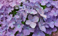 Nikko Blue Hydrangea Cuttings – 6 Unrooted Stem Propagation Plants, Hydrangea macrophylla, Blue Mophead Blooms