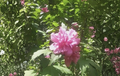 Double Pink Rose of Sharon Cuttings Hibiscus syriacus Flowering Shrub for Rooting and Propagation