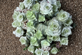 Crassula Perforata Giant Buttons Succulent Cuttings – String of Buttons Live Plant for Propagation