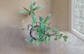 Cyanotis Cerifolia Plant Cuttings - Trailing Silver-Blue Foliage Indoor Houseplant Stems for Propagation