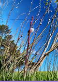 Pussy Willow White Tree Stems Set of 5 Unrooted Cuttings - Salix discolor, 6-7 Inches