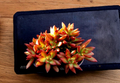 Sedum adolphii Firestorm Cuttings – 2 Succulent Pups with Orange Red Rosette Foliage