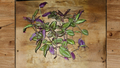 Tradescantia Evanesce Rooted Cuttings – Purple Green Trailing Houseplant, Indoor & Outdoor, Easy Care, Includes Bonus Cutting
