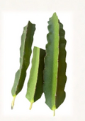 Vietnam White Dragonfruit Cuttings 3 Pack | Unrooted Hylocereus spp. Climbing Cactus for Propagation