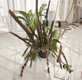 Epiphyllum Hookeri Cuttings + Night Blooming Cactus Stems, 6-8 Inches, Trailing Epiphytic Cactus, Orchid Cactus, Unrooted