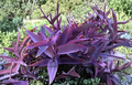 Purple Heart Plant Cuttings 5 Count, Tradescantia pallida, Trailing Perennial, Unrooted Stems for Propagation, Groundcover & Hanging Baskets