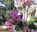 Epidendrum Orchid Keiki Cuttings – Purple Red White Blooms with Air Roots, Tropical Flowering Plant for Propagation and Container Growing