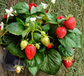 Everbearing Strawberry Bare Root Plants - Fort Laramie Fragaria × ananassa, Cold Hardy Garden Berries, 10 Pack