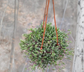 Trailing Succulent Plant - Ruby Necklace Othonna Capensis Hanging Plant, Indoor/Outdoor Container, String of Rubies