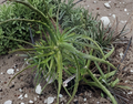 Unrooted Aloe Arborescens Cuttings – Succulent Live Plant Stems for Propagation, Garden, Container, Orange-Red Flowers