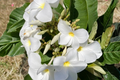 Plumeria Isabella Cuttings - Pink, Orange & White Frangipani Live Unrooted Temple Tree Propagation
