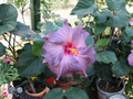 Tahitian Lavender Frolic Hibiscus Cuttings – Unrooted Tropical Flowering Stems for Propagation, Hibiscus rosa-sinensis
