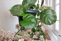 Jade Pothos Leaf Node Cuttings for Propagation, Epipremnum aureum, Indoor Trailing Houseplant, Green Foliage