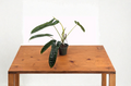 Philodendron Felix Live Plant in 4-Inch Pot, Tropical Indoor Foliage Houseplant, Compact Growth, Bright Indirect Light