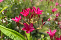Pink Plumeria Frangipani Cutting – 6-8 Inch Tropical Flowering Plant, Hawaiian Garden, Unrooted Propagation Cuttings