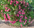 Red Riding Hood Hedge Rose Cuttings 3 Pack, Unrooted Rosa sp., Red Blooms, Garden Shrub, 6-8 Inches