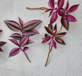 Tradescantia Quadricolor Cuttings – Variegated Pink Green White Trailing Houseplant, Unrooted Clippings