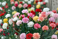 Chabaud Clove Carnation Seeds 100 Pack Fragrant Dianthus caryophyllus for Garden & Cut Flowers